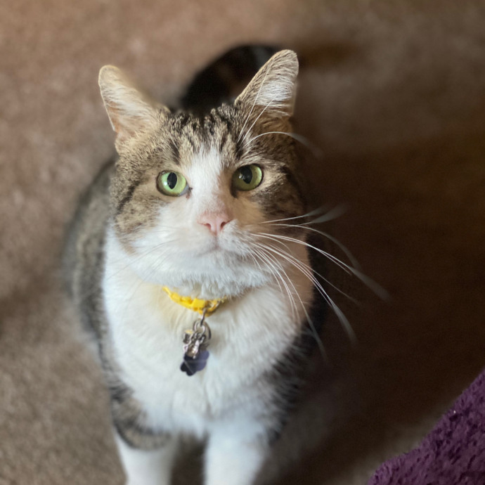 Caitlin's Paw-Some Sf Cat Sitting