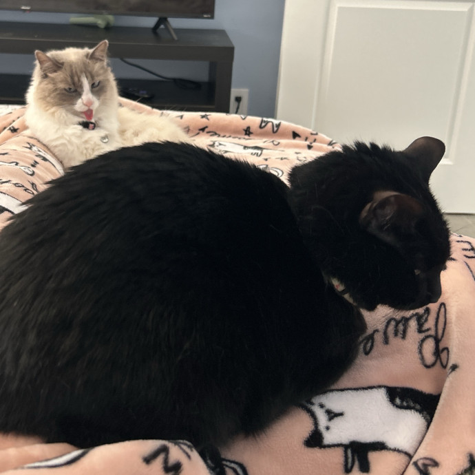 Your Local Crazy Cat Lady photo 2