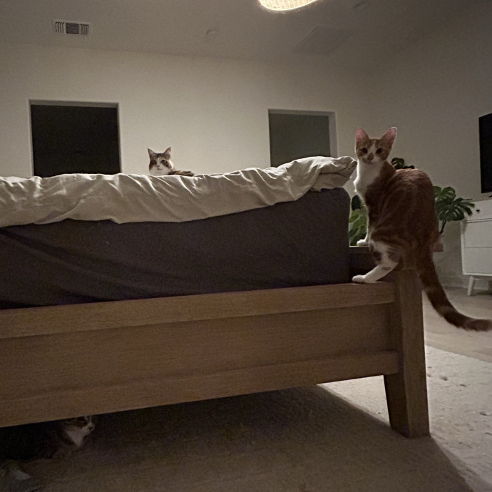Your Local Crazy Cat Lady photo 3