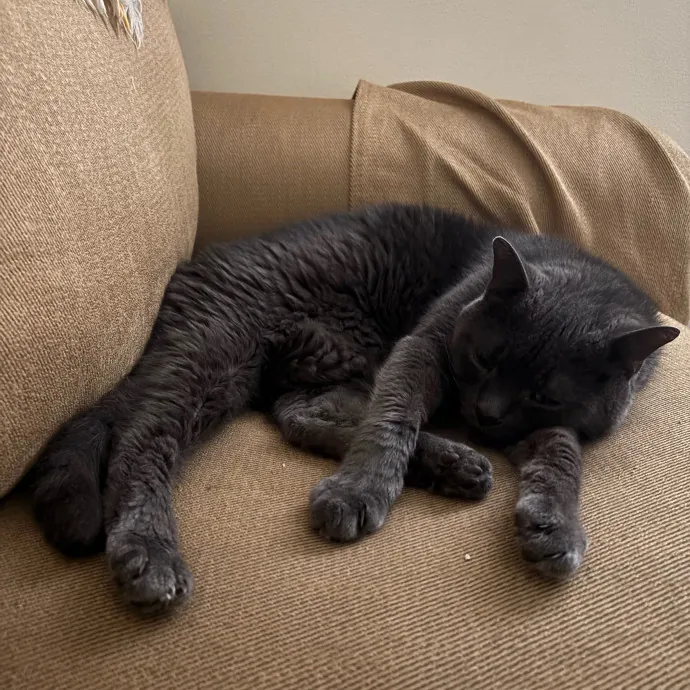 Richmond Cat Care By Donna