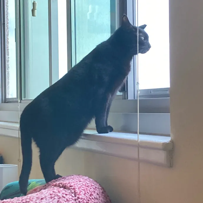 Richmond Cat Care By Donna