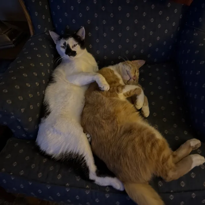 The Purr-Fect Sitter