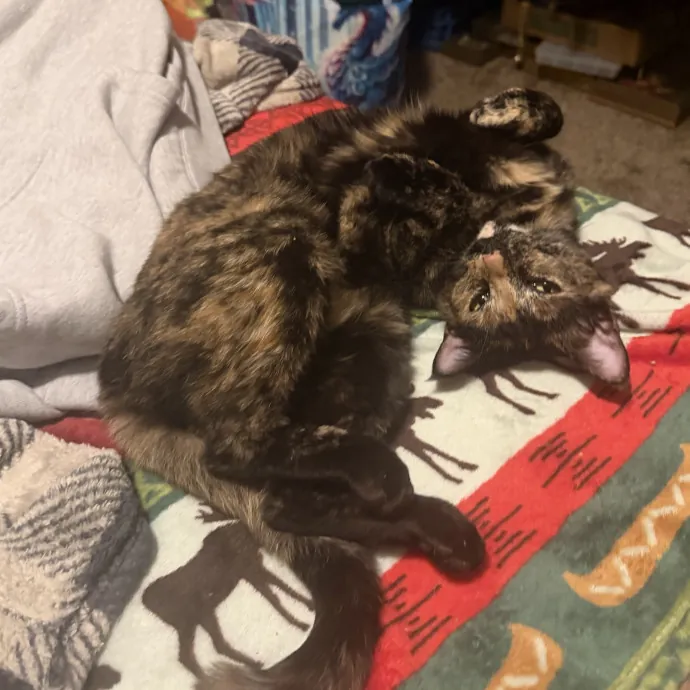 The Purr-Fect Sitter