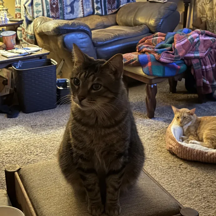 The Purr-Fect Sitter