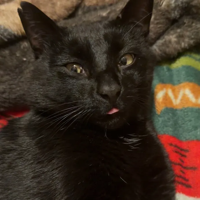 The Purr-Fect Sitter