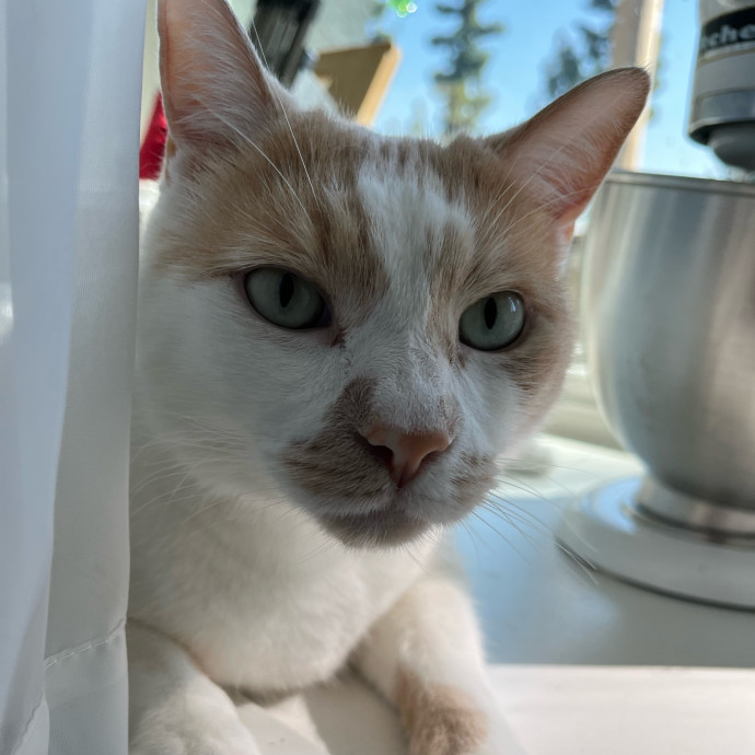 Sarah's Spoiled Cat Service photo 3