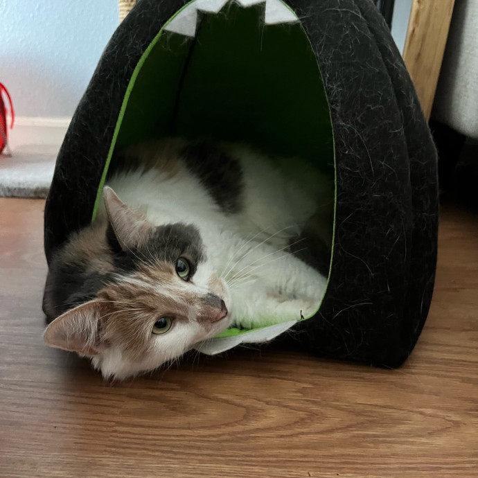 Sarah's Spoiled Cat Service photo 2