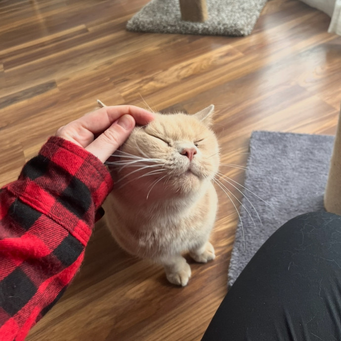 Your Cat's Second Best Friend photo 2