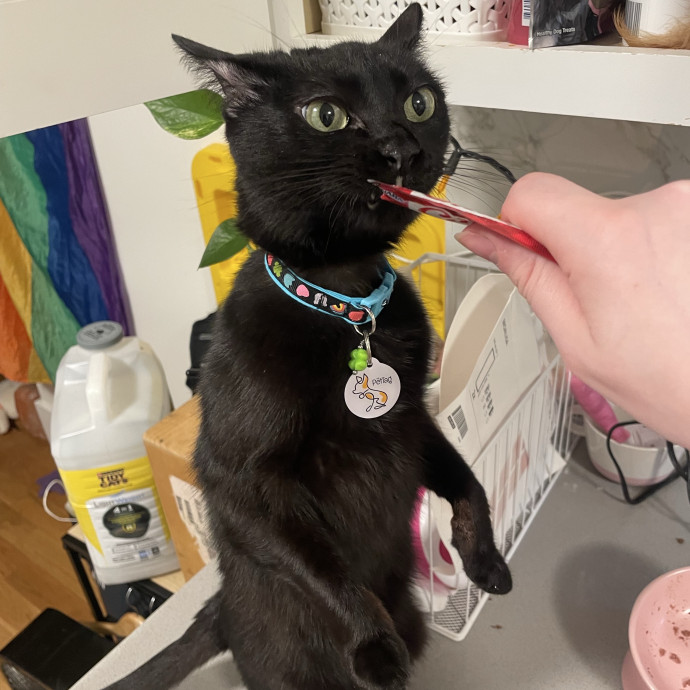 Flexible Schedule Cat Sitter