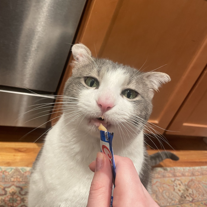Flexible Schedule Cat Sitter