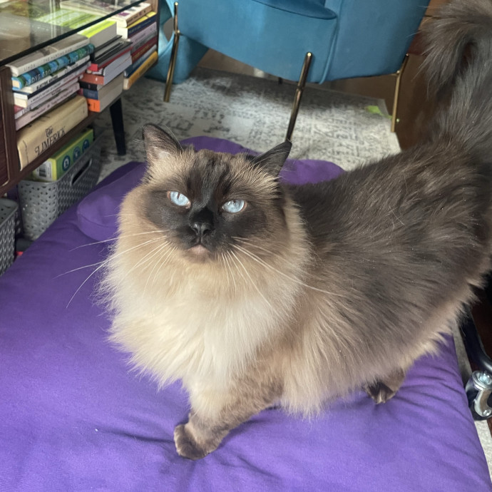 Flexible Schedule Cat Sitter