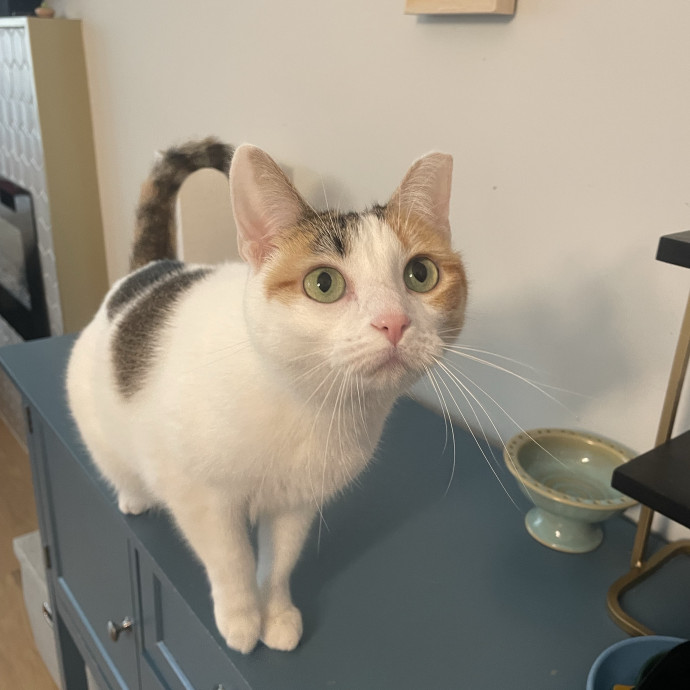 Flexible Schedule Cat Sitter photo 3
