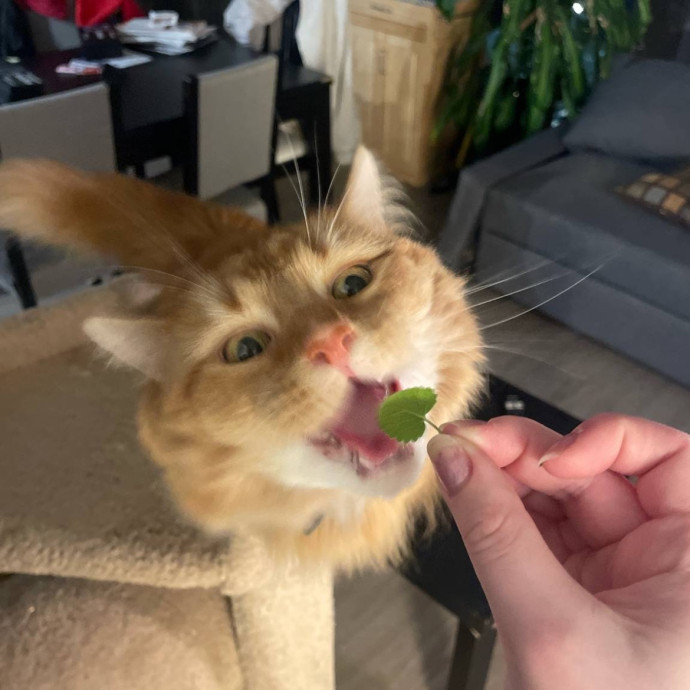 Flexible Schedule Cat Sitter photo 2