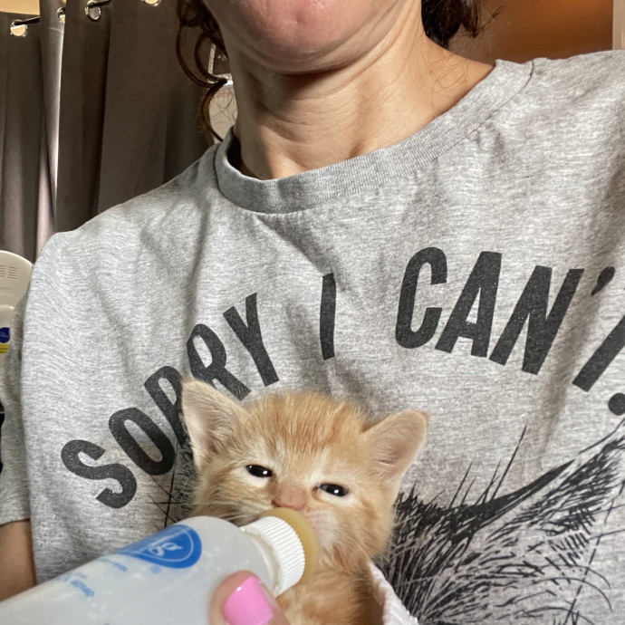 Jill's Kitty Care