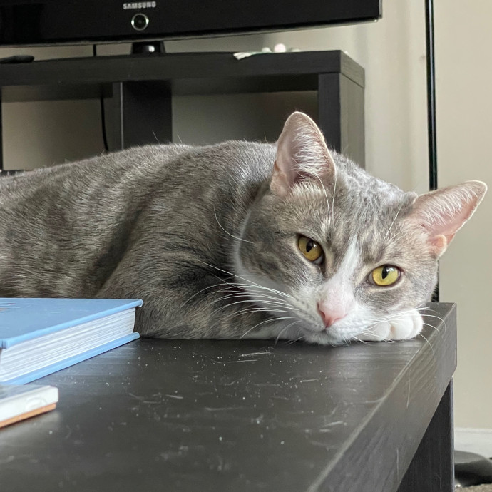 Petalcoon Cat Guardian