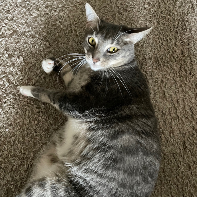 Petalcoon Cat Guardian