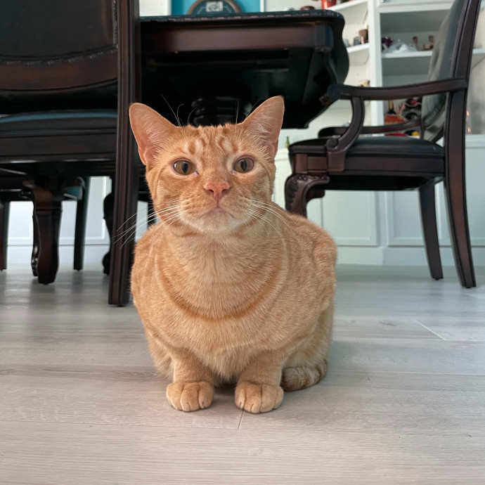 Petalcoon Cat Guardian