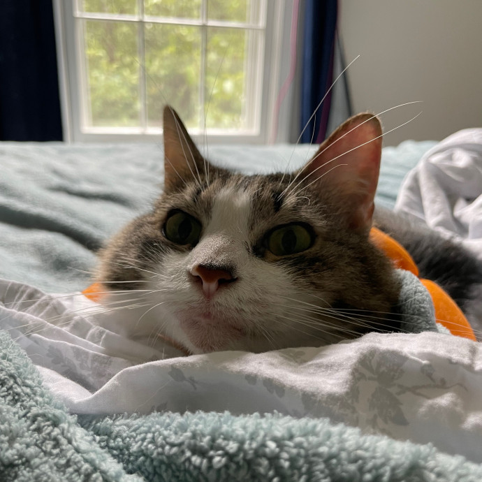Petalcoon Cat Guardian