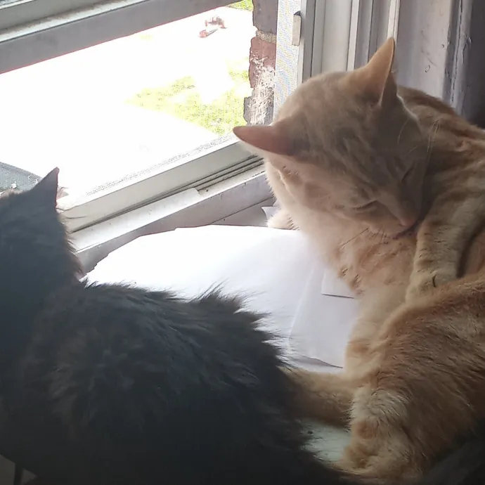 Gentle And Loving Cat Sitter photo 3