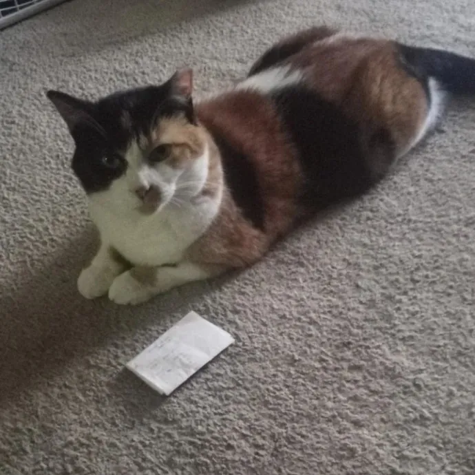 Gentle And Loving Cat Sitter photo 2