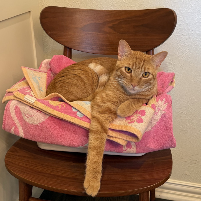 Jessica - Your Purr-Fect Cat Sitter