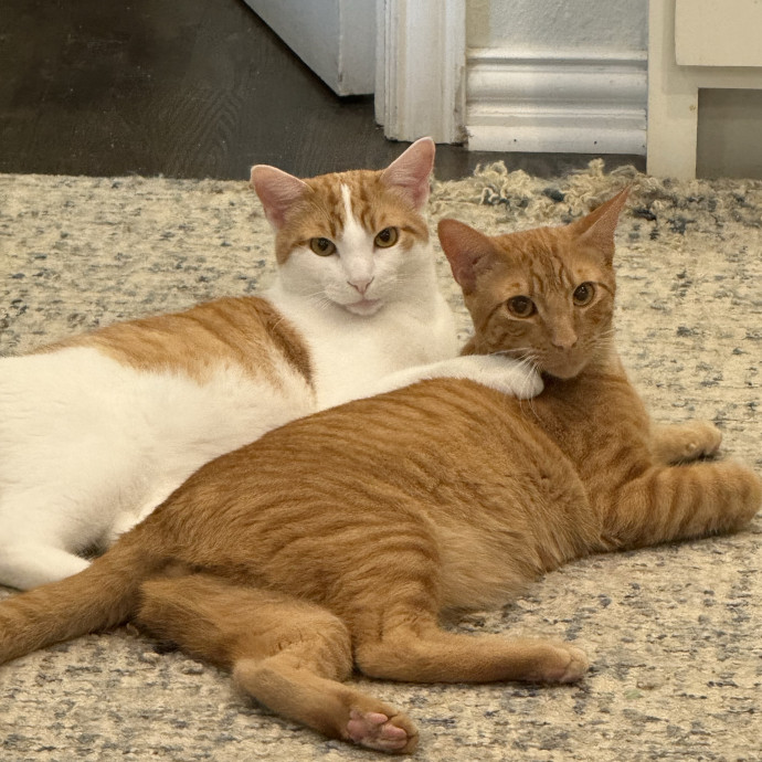 Jessica - Your Purr-Fect Cat Sitter