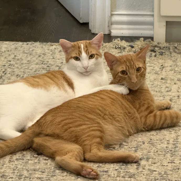Jessica - Your Purr-Fect Cat Sitter