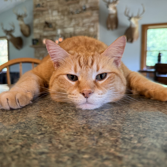 Jessica - Your Purr-Fect Cat Sitter