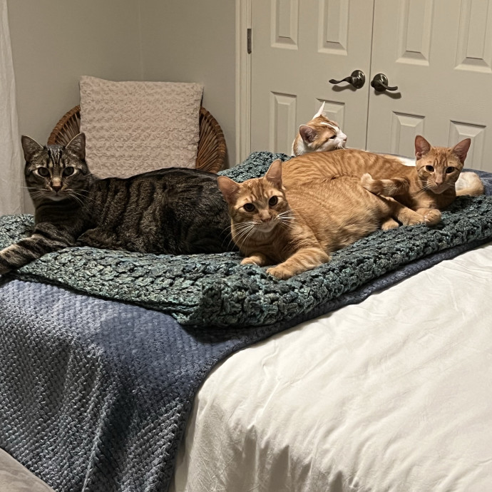 Jessica - Your Purr-Fect Cat Sitter