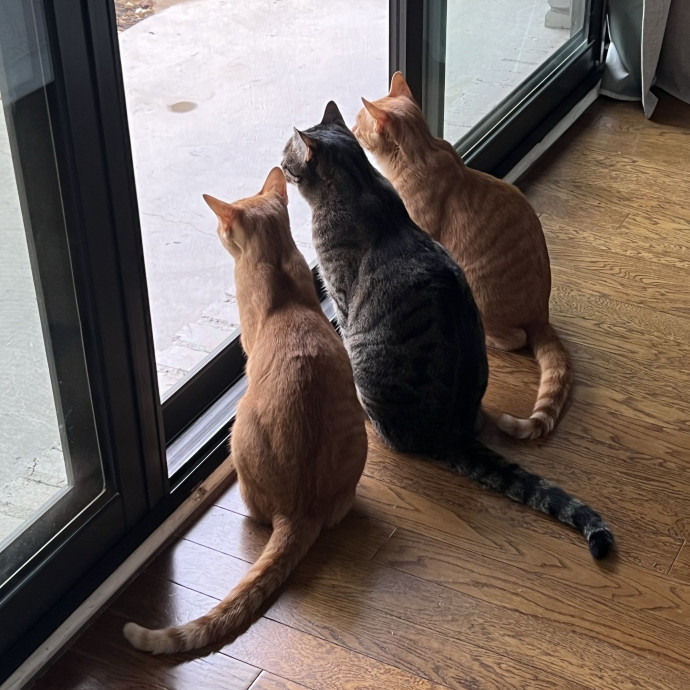Jessica - Your Purr-Fect Cat Sitter