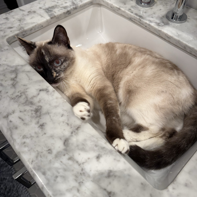 Jessica - Your Purr-Fect Cat Sitter
