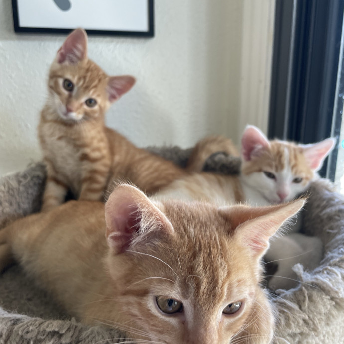 Jessica - Your Purr-Fect Cat Sitter