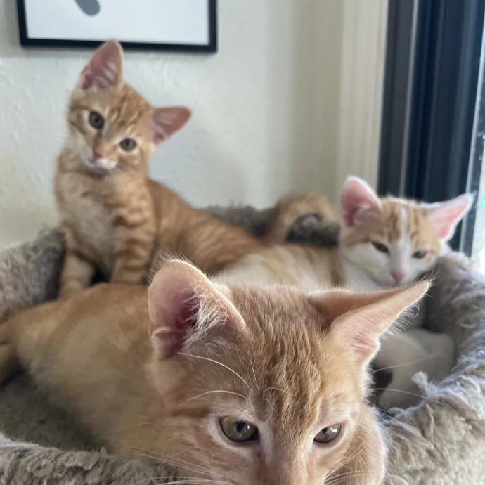 Jessica - Your Purr-Fect Cat Sitter