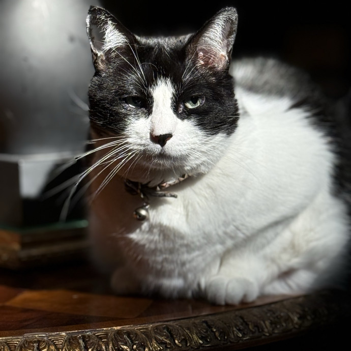 Jessica - Your Purr-Fect Cat Sitter