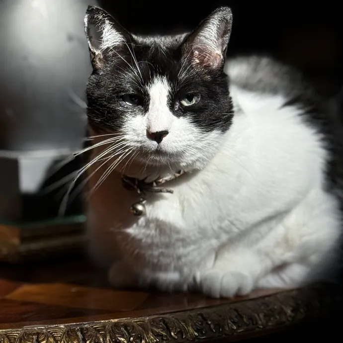 Jessica - Your Purr-Fect Cat Sitter