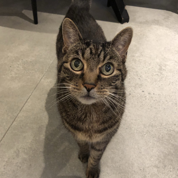 Jessica - Your Purr-Fect Cat Sitter