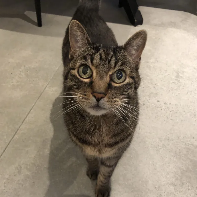 Jessica - Your Purr-Fect Cat Sitter