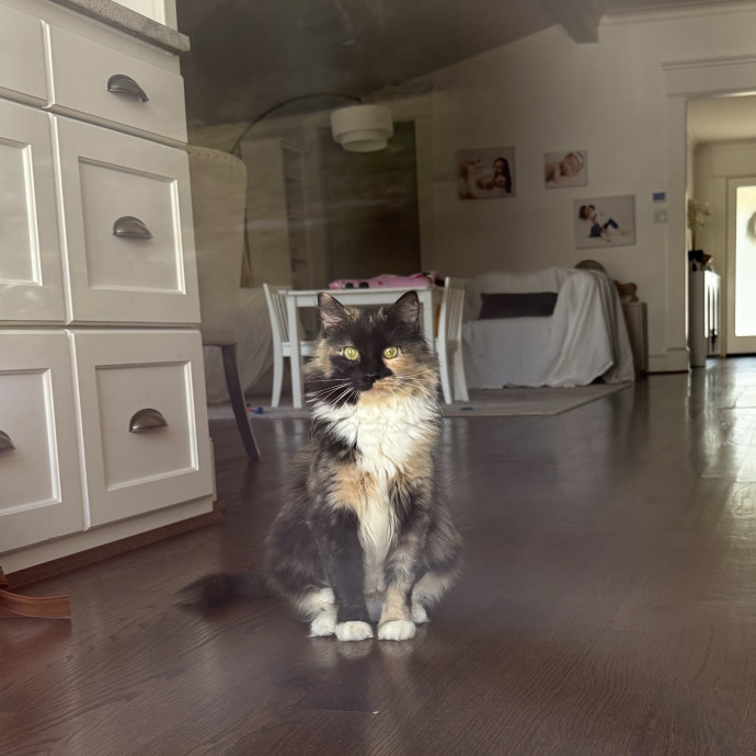 Jessica - Your Purr-Fect Cat Sitter