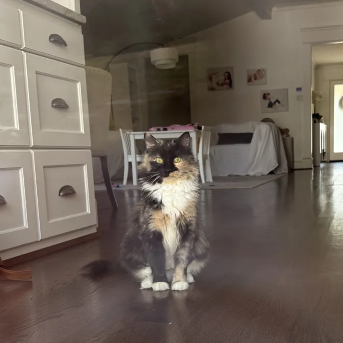 Jessica - Your Purr-Fect Cat Sitter