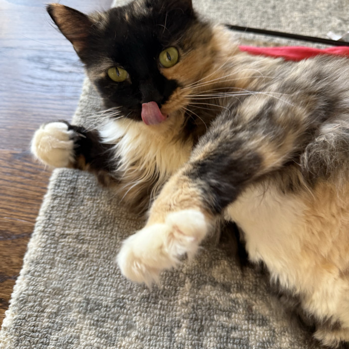 Jessica - Your Purr-Fect Cat Sitter