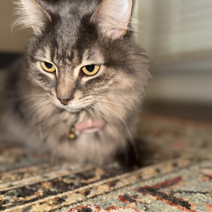 Jessica - Your Purr-Fect Cat Sitter