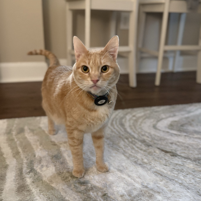 Jessica - Your Purr-Fect Cat Sitter