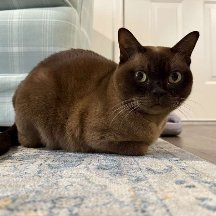 Jessica - Your Purr-Fect Cat Sitter