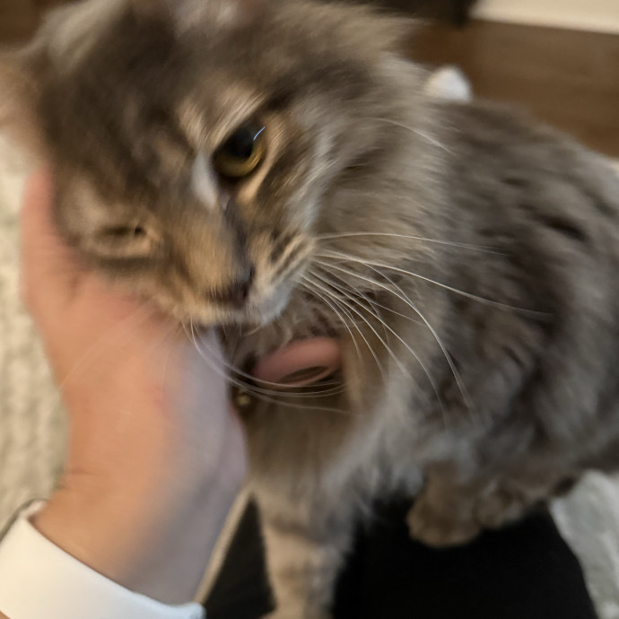 Jessica - Your Purr-Fect Cat Sitter