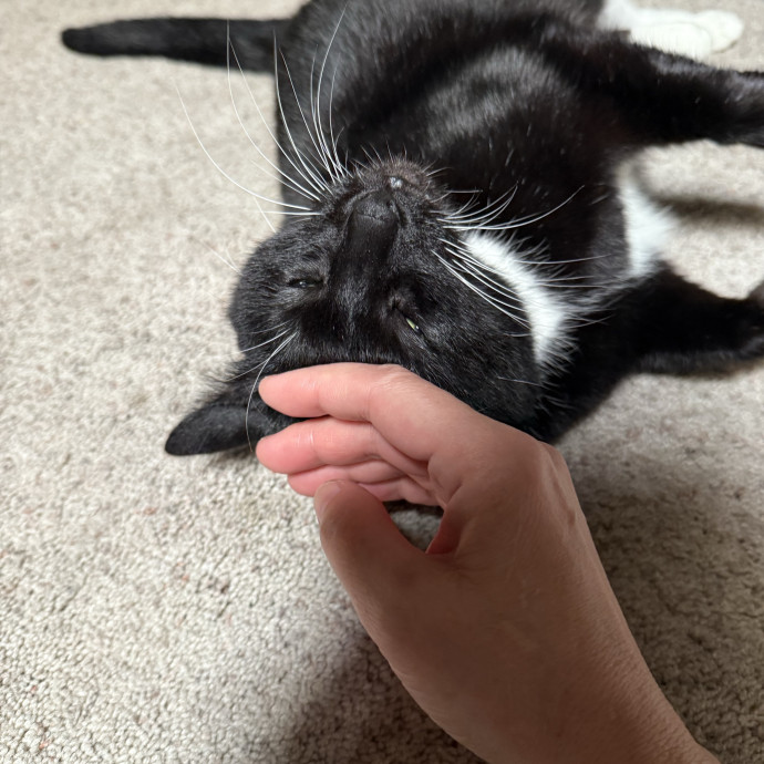 Jessica - Your Purr-Fect Cat Sitter