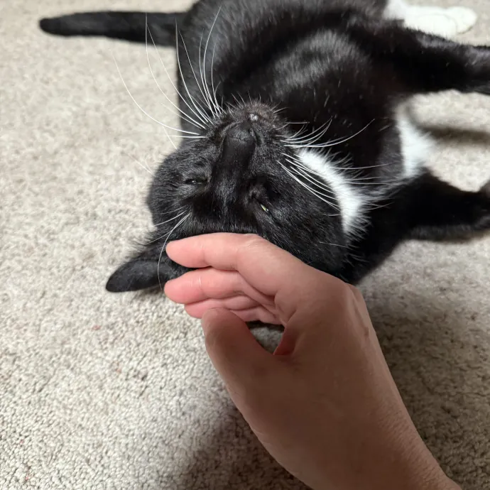 Jessica - Your Purr-Fect Cat Sitter