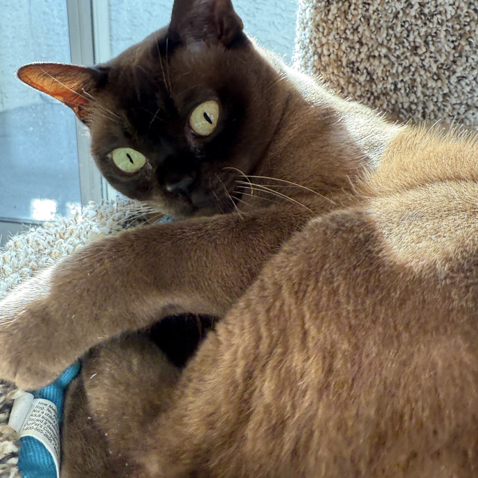 Jessica - Your Purr-Fect Cat Sitter