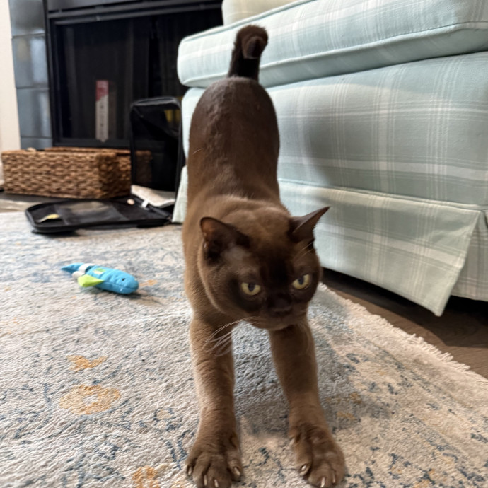 Jessica - Your Purr-Fect Cat Sitter