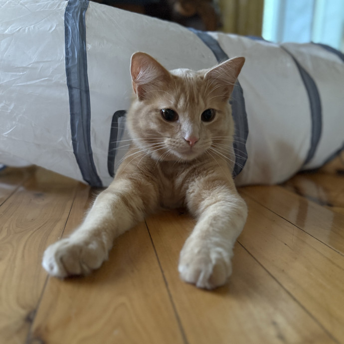 Jessica - Your Purr-Fect Cat Sitter
