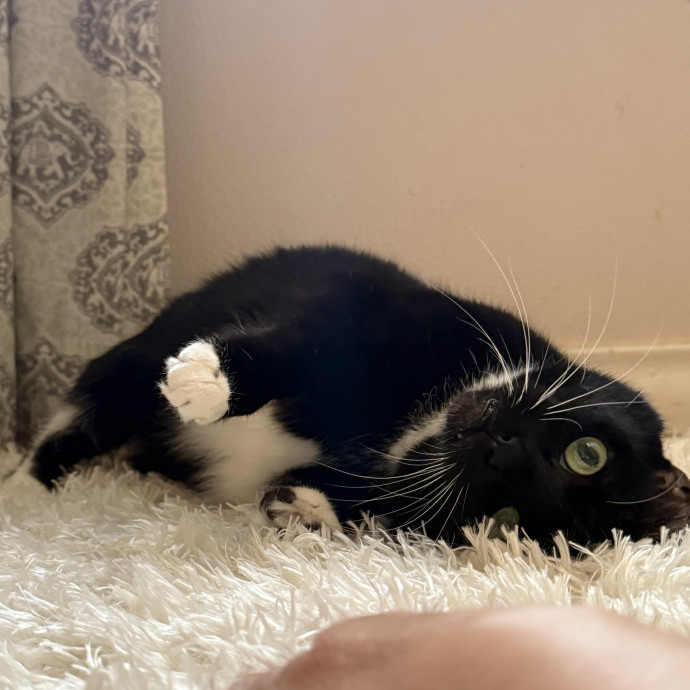 Jessica - Your Purr-Fect Cat Sitter